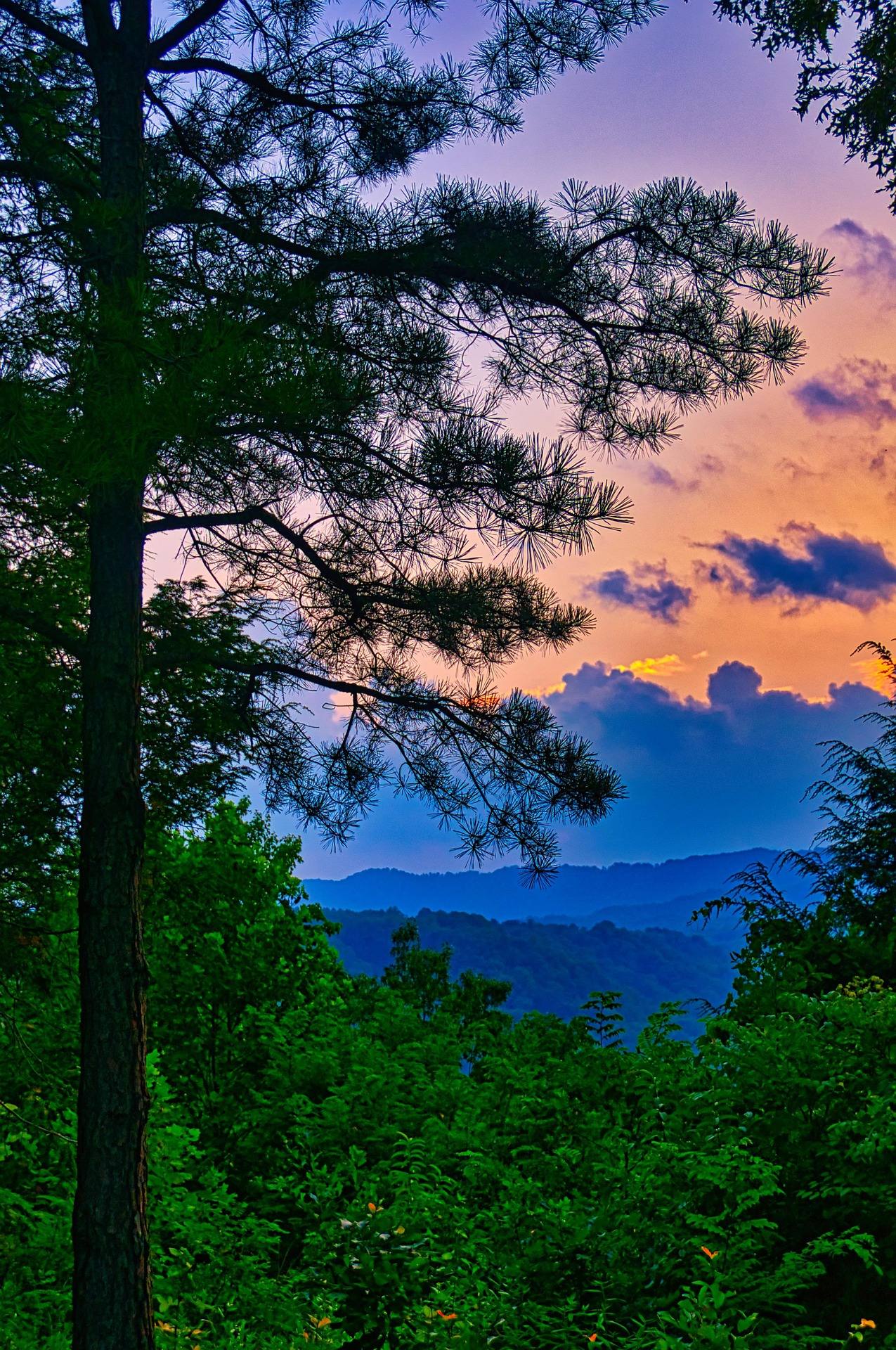 Sunset over layered Appalachian mountain ridges seen from a West Virginia scenic overlook, framed by a pine tree