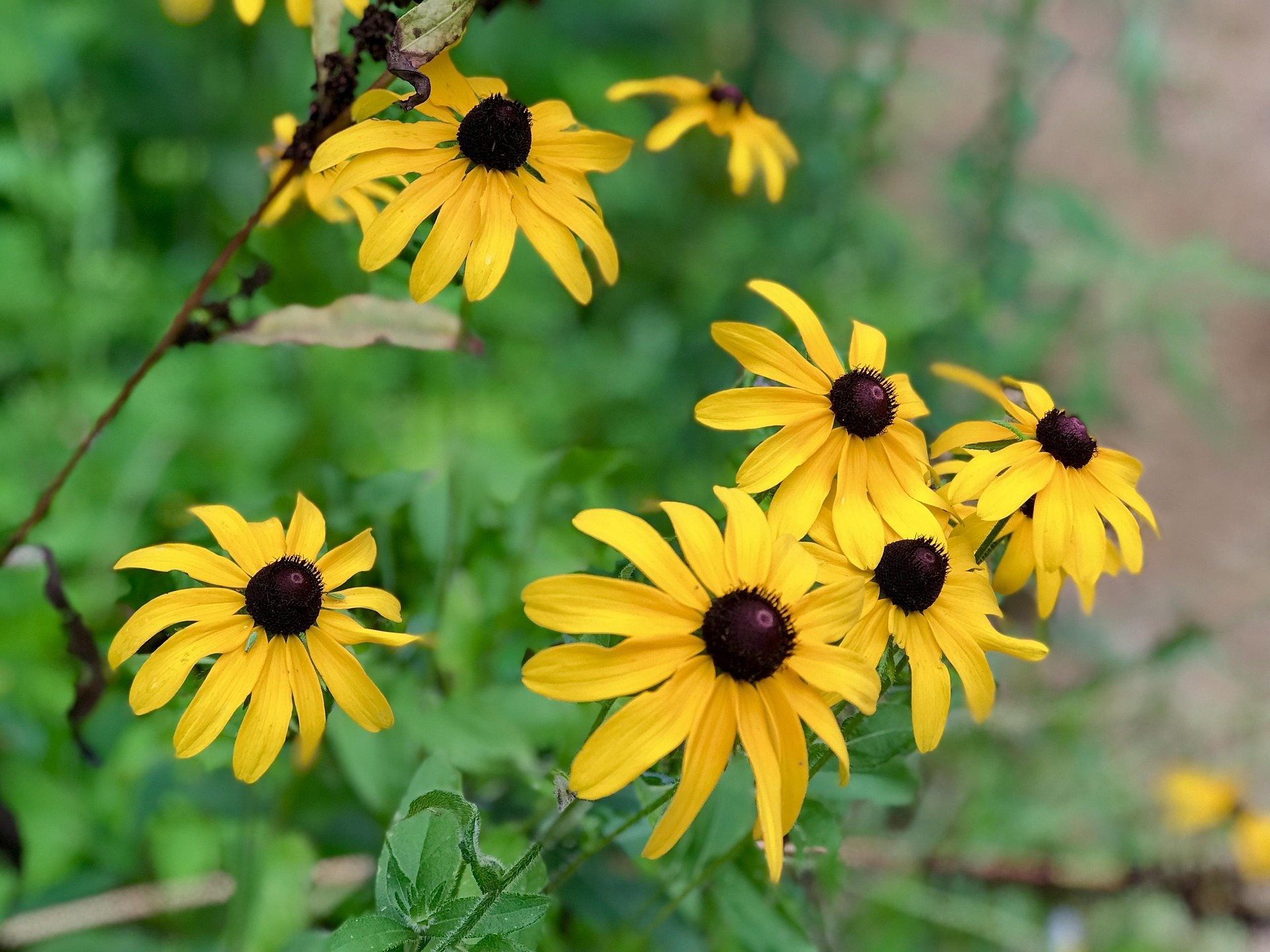 Black-eyed Susan wildflowers in bloom against green summer foliage