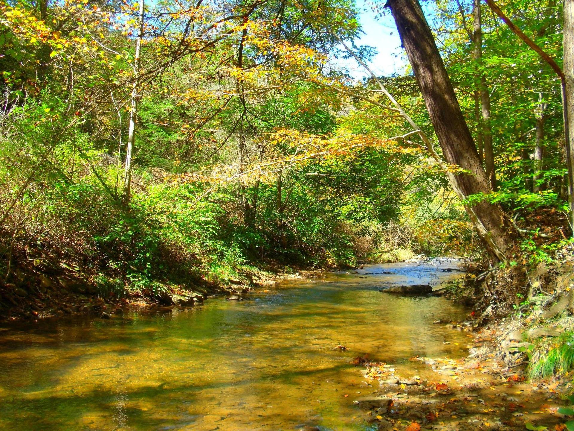 A shallow, clear mountain creek running over gravel through hardwood forest turning to early autumn colour