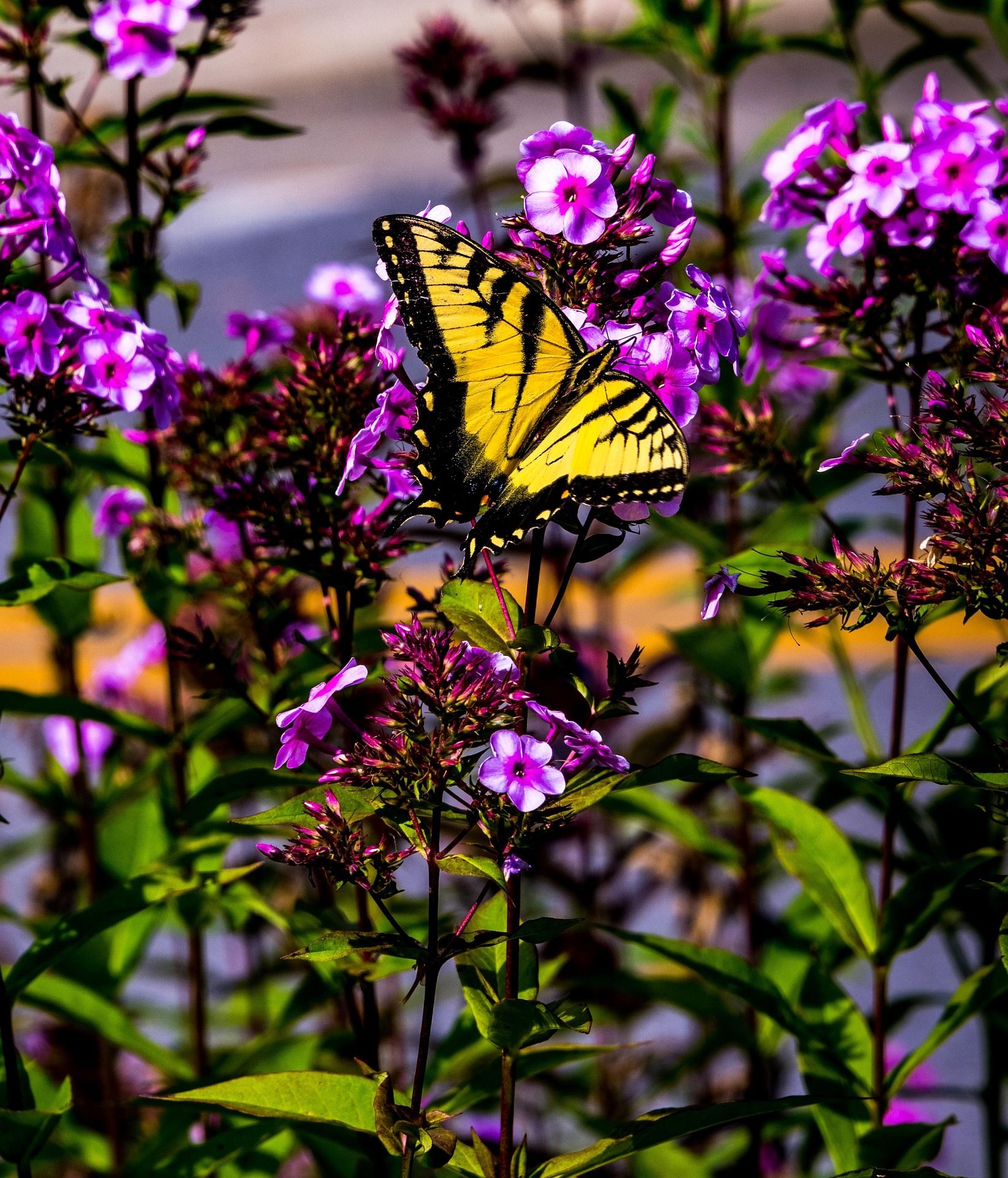 An eastern tiger swallowtail butterfly feeding on purple phlox in a West Virginia summer garden