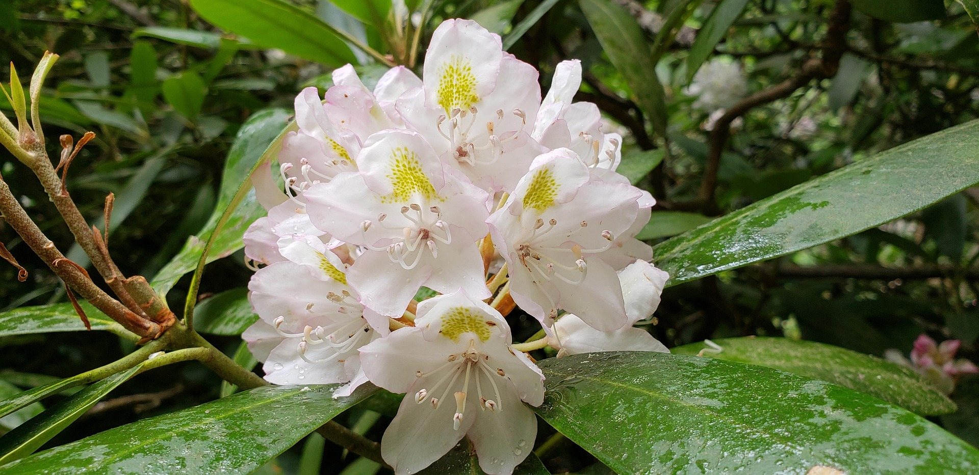 A cluster of pale great rhododendron blossoms, the West Virginia state flower, among glossy green leaves