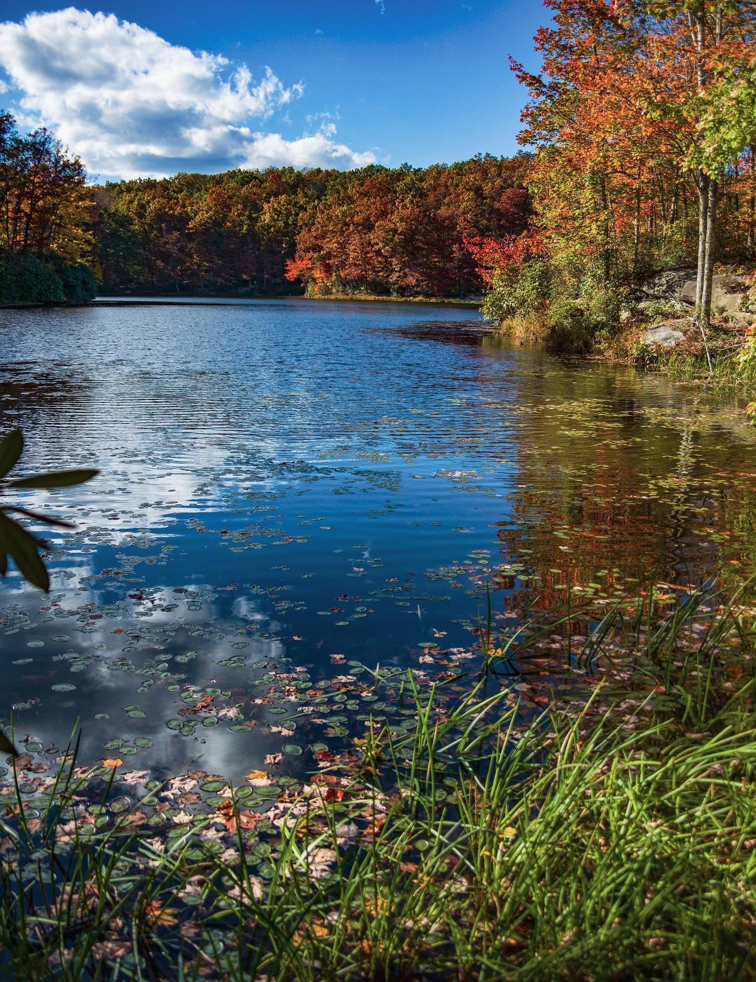 Fallen autumn leaves floating along a quiet West Virginia lake shoreline below red and orange trees