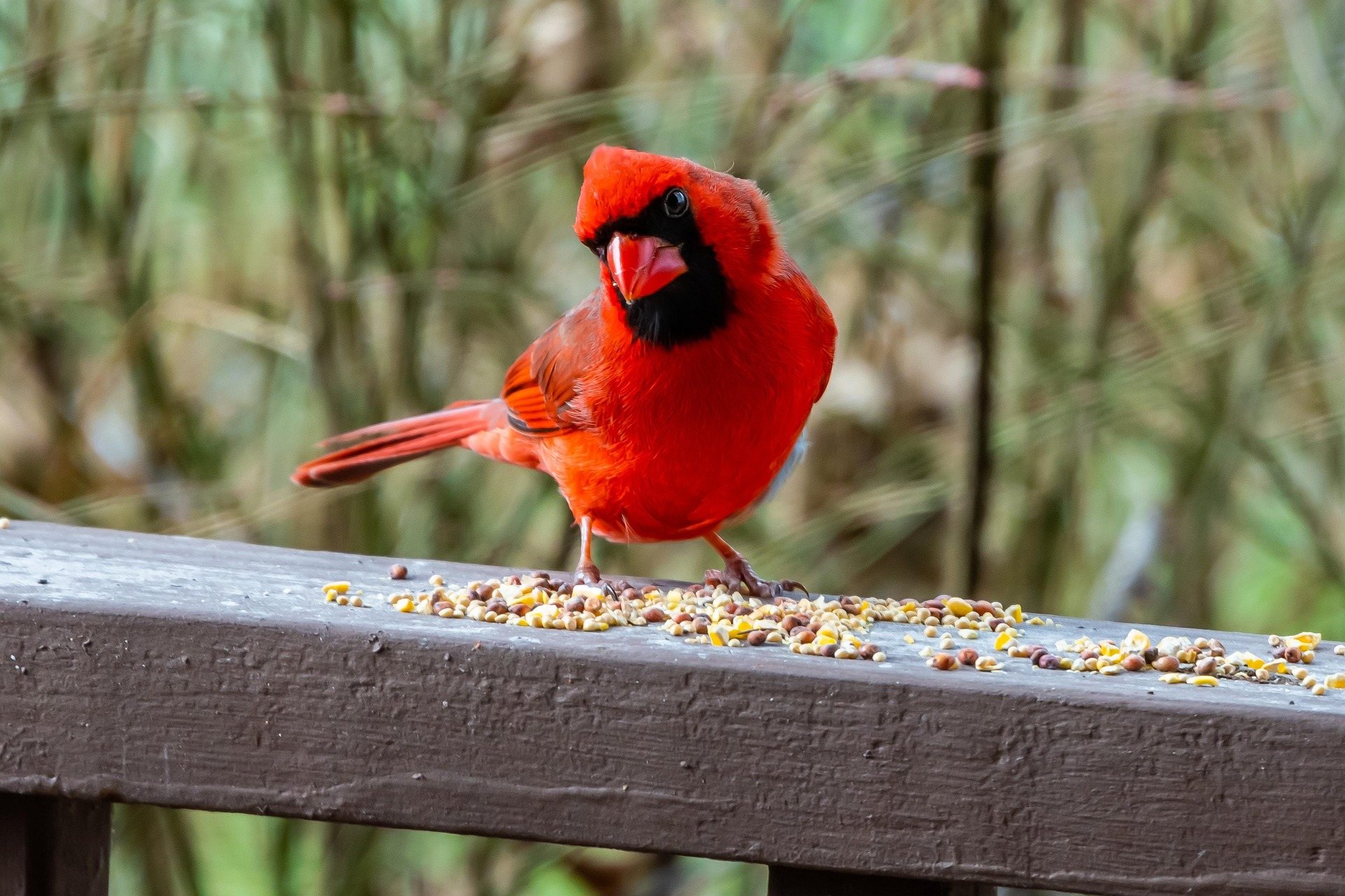 A male northern cardinal, the West Virginia state bird, perched on a wooden railing scattered with seed