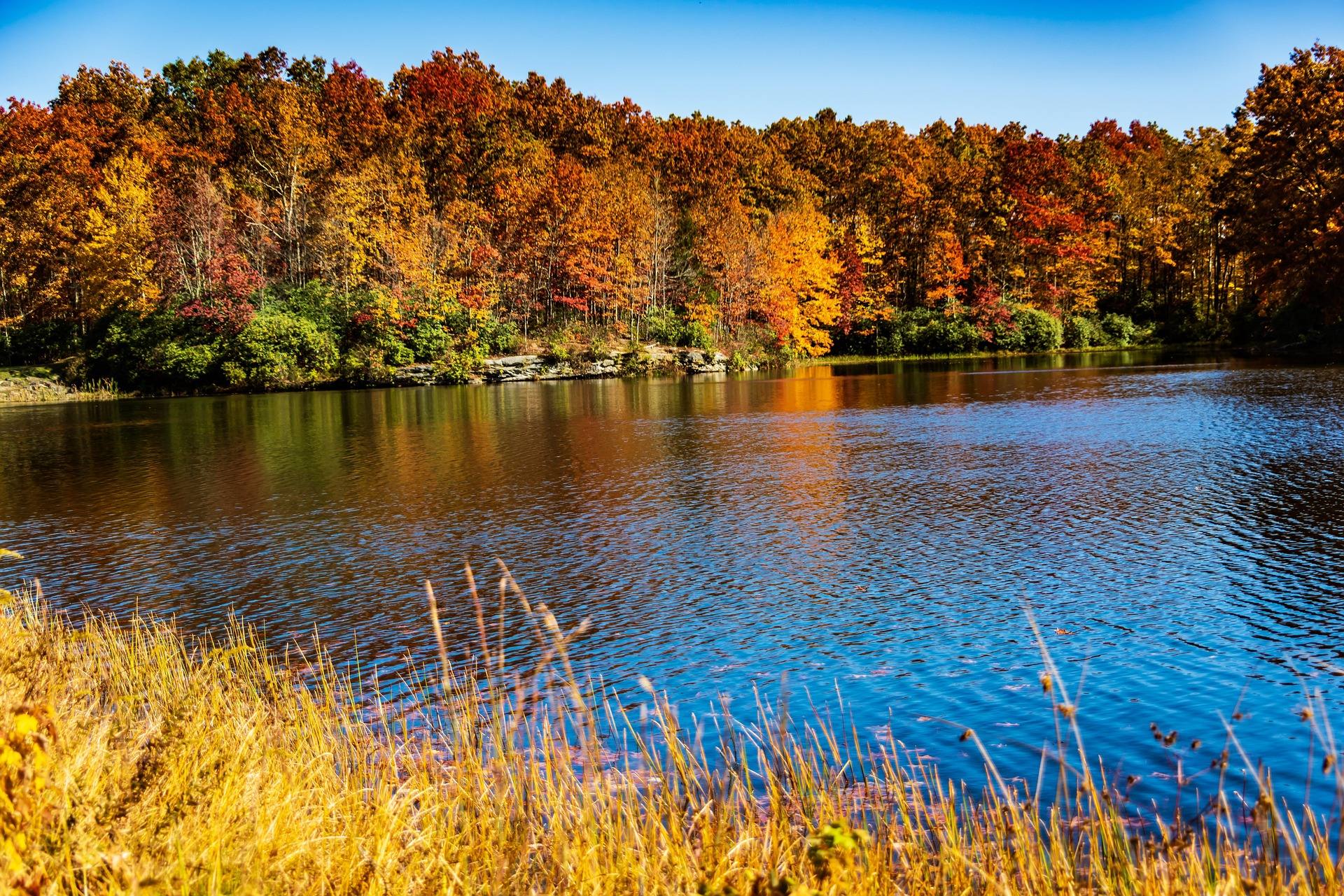 Peak red and orange fall foliage reflected in a calm West Virginia lake with golden grasses in the foreground
