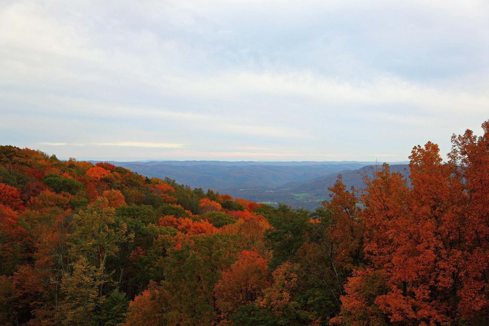 Ridge after ridge of West Virginia hardwood forest at peak orange and red fall color, seen from an overlook