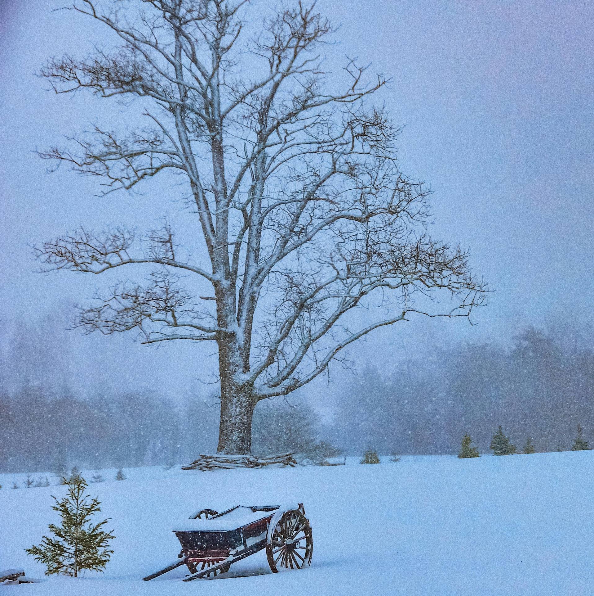 Snow falling across a West Virginia field with a bare hardwood tree and an old wooden cart