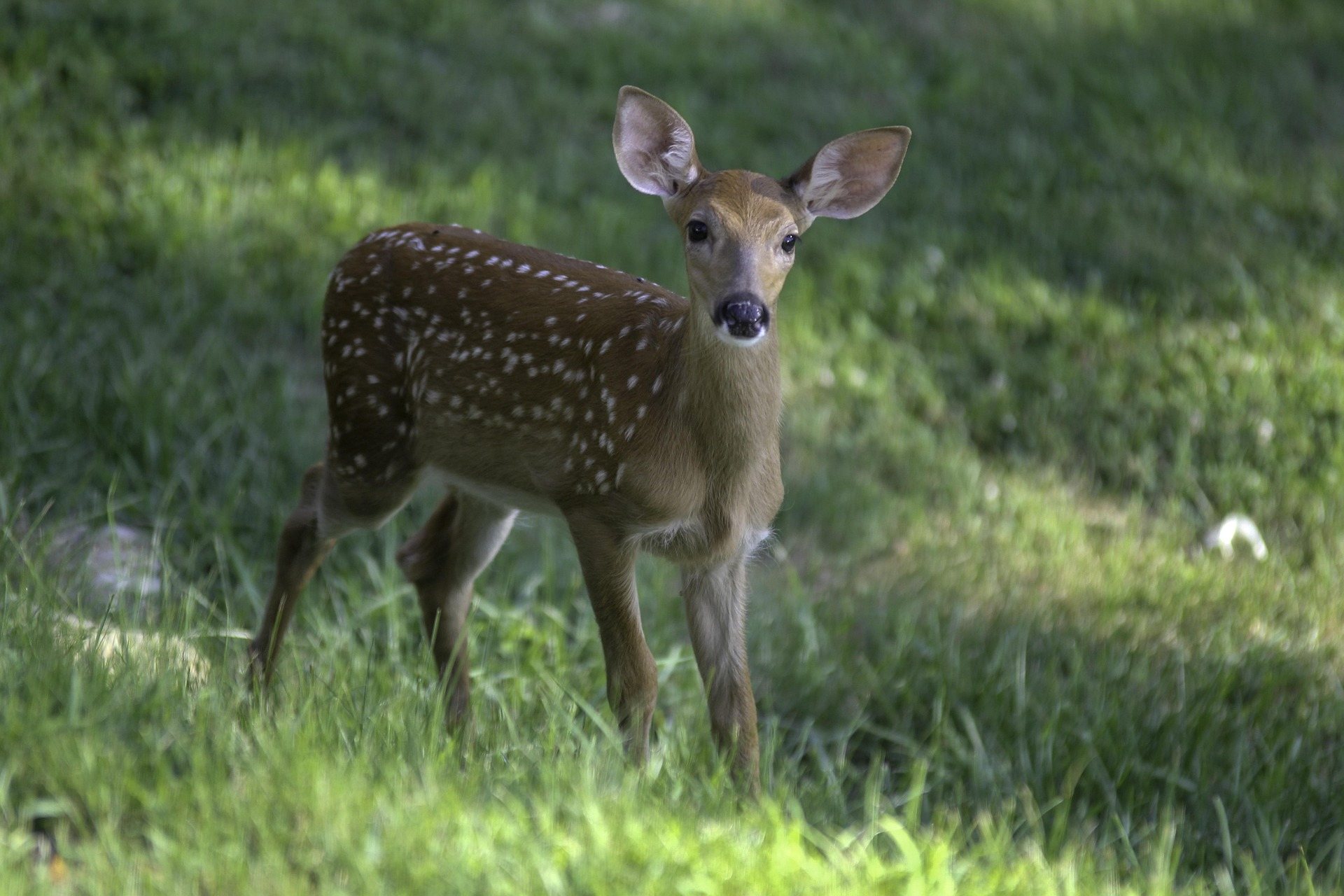 A spotted white-tailed deer fawn standing in tall grass in a West Virginia meadow